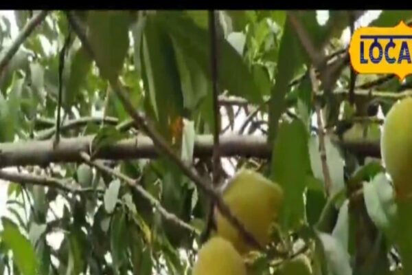 One fruit, treatment of 36 diseases, everyone’s thoughts from cancer to skin, soon available in the market