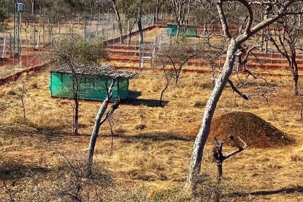 For the first time in the country, interstate shifting of cheetahs will take place place today | Interstate shifting of cheetahs for the first time in the country today: Pavak and Prabhas will reach Gandhisagar by traveling 8 hours in MP – Garoth News