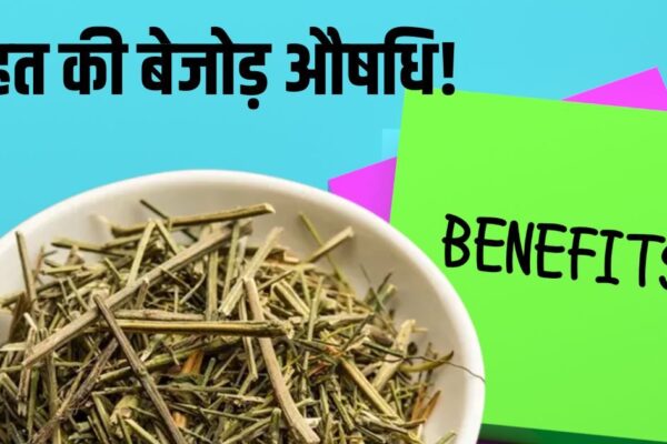 5 amazing benefits and chirayata its uses in diseases fever constipation or more knowledge side effects also in hindi | This herb is an unmatched medicine for health! The more bitter taste is full of as many qualities, know which diseases effective