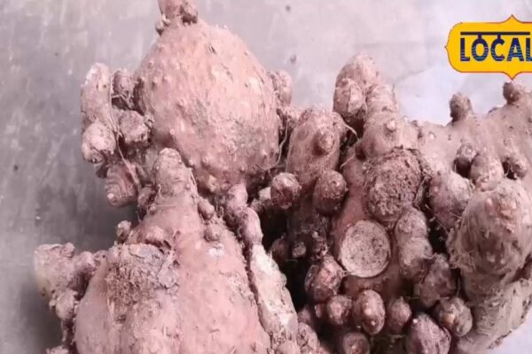 This is hidden in this thing, treat piles, finish breathing and cough, poison is for these women!
