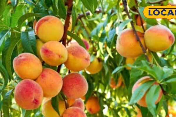 This fruit found in summer is not less than medicine! Arthritis, constipation ends from the root, increases immunity!