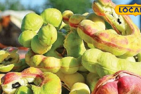 Ganga Tamarind Fruit Found in Villages Know Health Benefits – News18 hindi