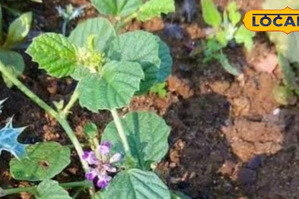 This plant is the period of piles, filaria and jaundice, doctors also fail further