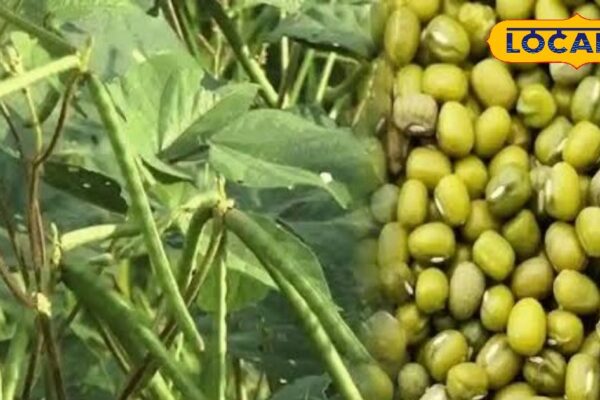 Moth pods have so many benefits, you will start eating by putting it in lentils and vegetables daily