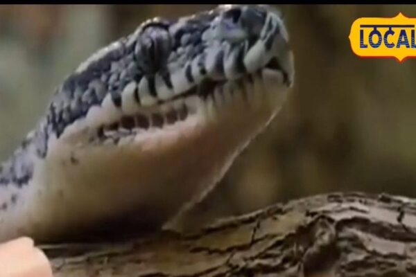 These snakes look like snakes, mosquitoes as soon as they bite in summer, know