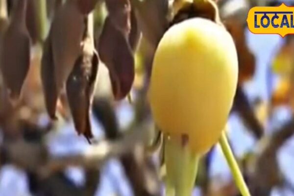 Not just wine this tree basis of rural life know health benefits