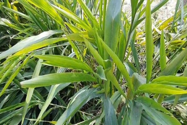 These trees are found in only one place in the whole of Rampur, will be shocked to know the benefits