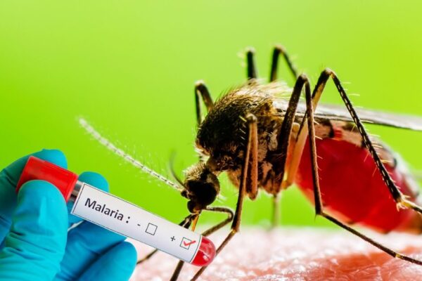 India will eliminate malaria by 2027 -2027, malaria from the country will be completely finished, government is taking big steps, disease will lose disease