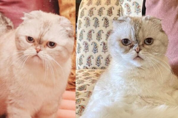 This cat is a mistress of 800 crores, the world’s third richst pet, the connection with this popular singer – Taylor Swift Cat Olivia Benson is the 3rd Richest Pet in the World Net Worth Is 800 Croes