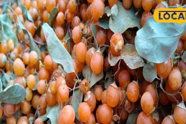 220/KG is being sold this desi superfruit, does amazing in Rajasthan’s heat, know know