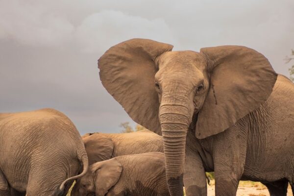 Elephant do not get cancer: Elephant does not have cancer.