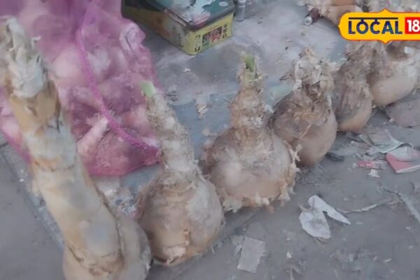 This ‘elephant trunk’ makes pain pull medicine, its oil is available here in UP