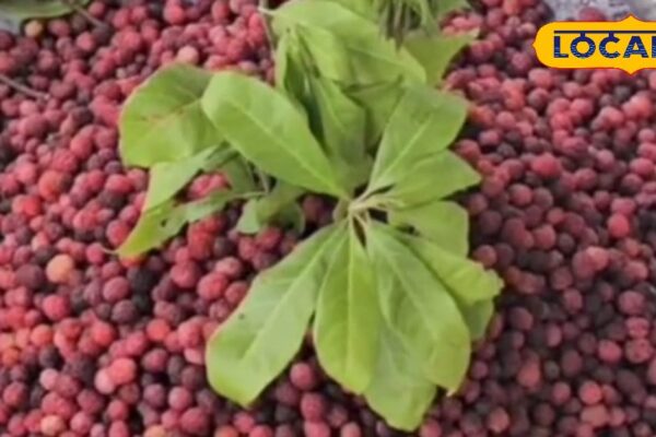 Medicine also fade in front of this fruit! Blessing for sugar patients; Ramban in the treatment of cancer