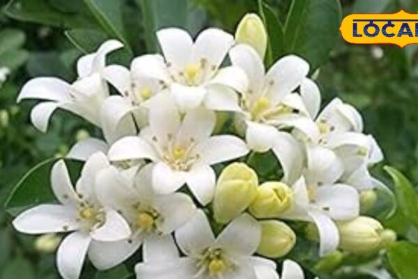 These flowers came from heaven to earth, home will rise from fragrance – News18 Hindi