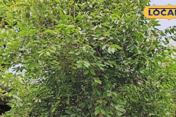Kaushambi News: Farmer Banwari Lal’s Taiwan Black Jamun’s profit from cultivation.