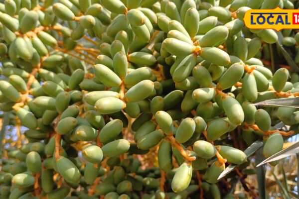 These fruits grow without care in Bharatpur, beneficial for health along with taste