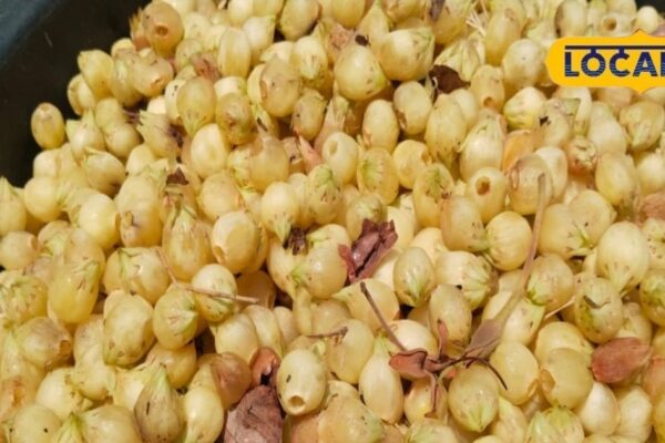 Neither cold, no obesity, 5 ml every morning, and disease away, the treasure of health is hidden in this desi fruit, know benefits