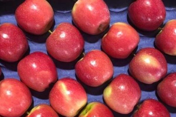 Should apple be eaten with peel or without? Learn the advantages and disadvantages.