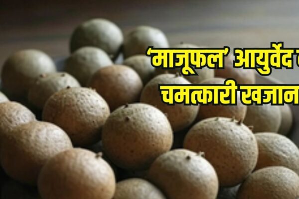 What is Majufal and its benefits: Have you ever eaten Majufal? Ayurvedic boon for stomach, skin, women