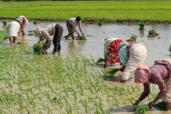 MSP price hike update; PM Modi Cabinet Meeting | Rice Soybean Pulses | Support price of 14 crops including paddy, cotton, soybean increased: Government increased MSP ₹ 69 to ₹ 2369, Tuar Dal will increase by ₹ 450