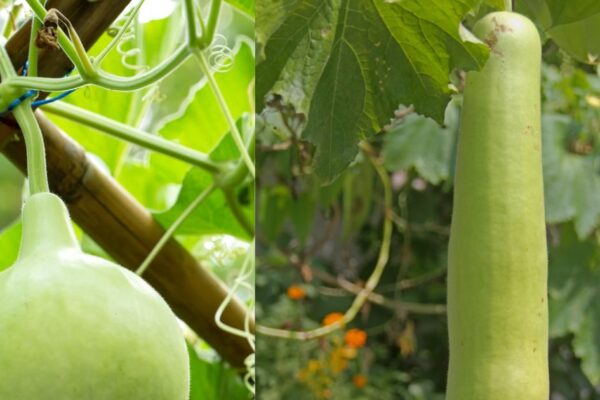 Health Benefits of Bottle Gourd Round vs long: Gol Gourd or Long Gourd: Which is better for health?