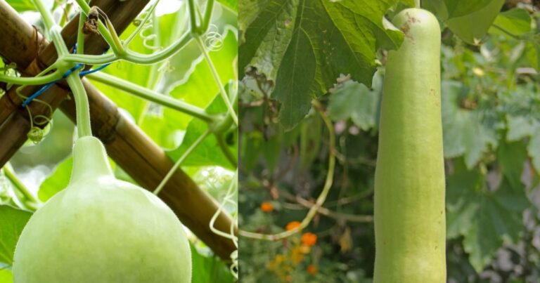 Health Benefits of Bottle Gourd Round vs long: Gol Gourd or Long Gourd: Which is better for health?