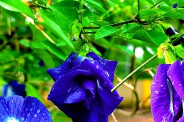 Shankhpushpi Benefits: Rare Herbs Shankhapushpi’s benefits in Ayurveda