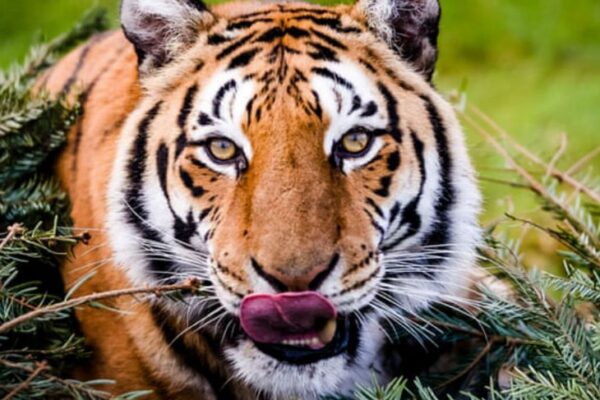 A Young Man Died Due to Tiger Attack In RanthamBore | The tiger killed the priest in Ranthambore: I had gone out for defecation in the morning, were serving for 20 years in the Jain temple of Durg – Sawai Madhopur News