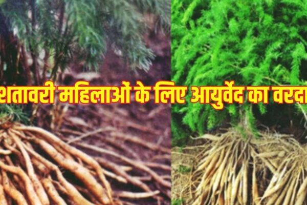 Shatavari Benefits for Women: Benefits of Asparagus for Women, Reformation of Breeding Health