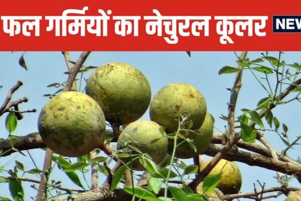 Bael Fruit Surprising Health Benefits | Amazing benefits of vine fruit and Ayurvedic use