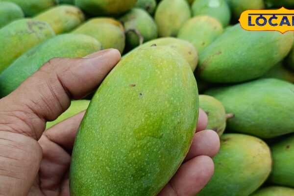 These 5 things before eating mangoes, otherwise you will be ill, do it, identify real and fake