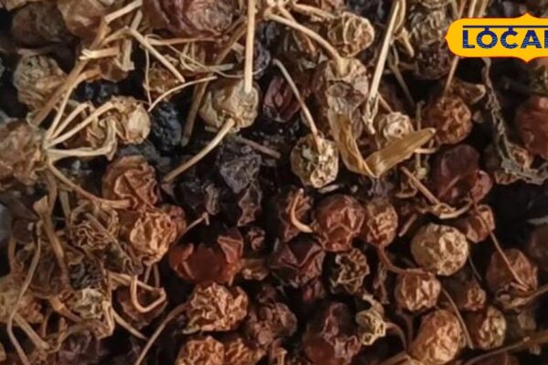 Everyone put it on, but has mehndi ever eaten? Ramban, forgotten and forgotten in so many diseases