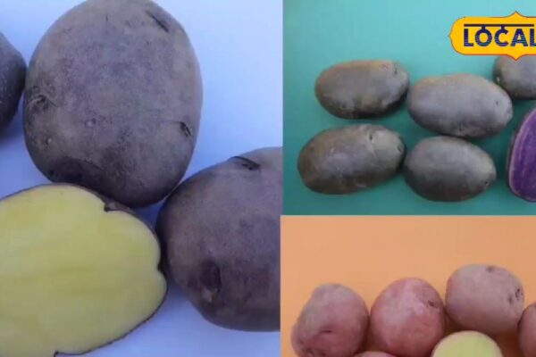 This potato is a nutrient factory, many diseases will be cleaned by eating it! Benefits will be kept counting