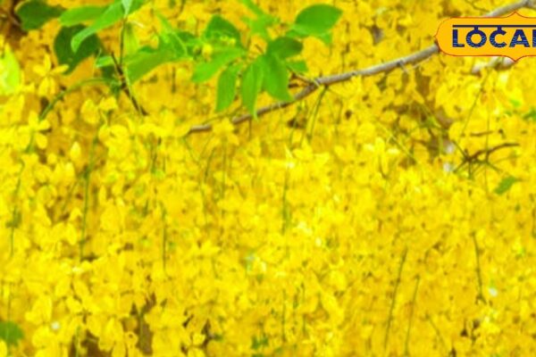 Medicinal properties and use of Amalatas in Chhapra – Ayurvedacharya suggestions