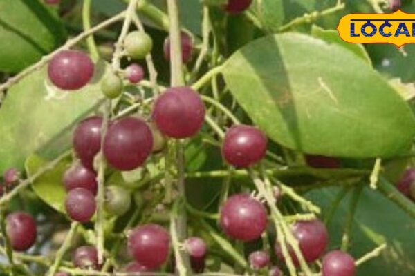 This fruit found only Rajasthan seen only one month in market