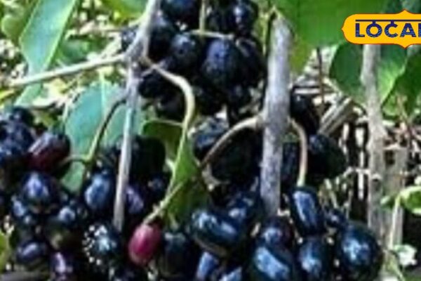 Diabetes holiday, panacea in piles … This black succulent fruit found in summer many diseases
