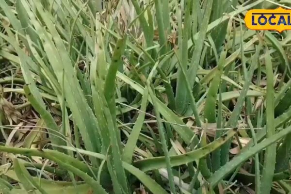 If this plant is also around your house, then you will not buy expensive beauty products, know how to use