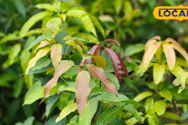 All rituals including marriage are incomplete, panacea in BP-Sugar, these leaves are so deadly