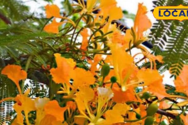 Diarrhea, hemorrhoids or leucorrhea… This tree provides relief from every pain, know Ayurvedic use