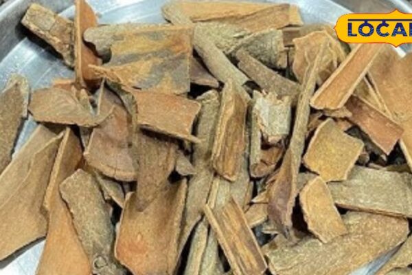 For many diseases, this herb looks like wood! Learn benefits