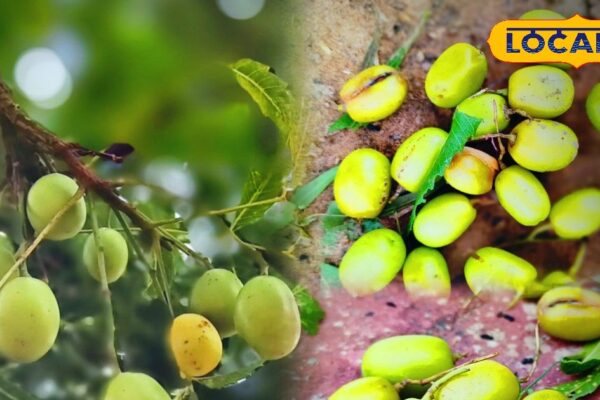Health Tips: Stomach, Skin and Blood … Treatment of all three in this one fruit! Will be shocked to know the qualities of Nimodi