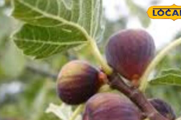 Health Benefits: Be it wound or pain, constipation or warts… This wild fruit of Uttarakhand is beneficial in every problem! It has been used for centuries