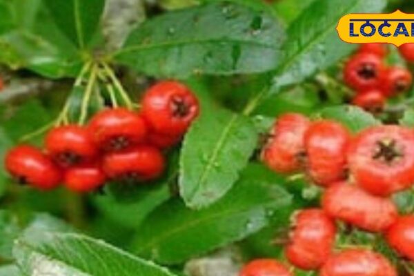 Enjoy rain by worrying, just include your diet, these mountain fruits