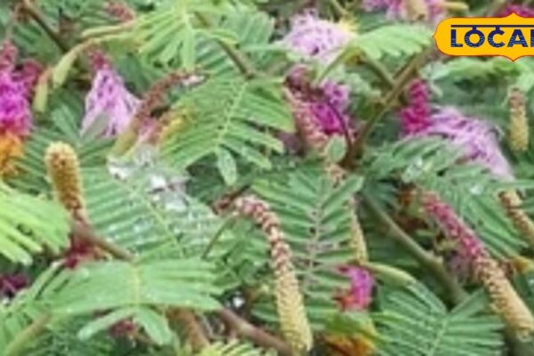 Not a plant, a mine of qualities … Diarrhea drove in a pinch, a panacea in toothache, if it put it on, then it is a life