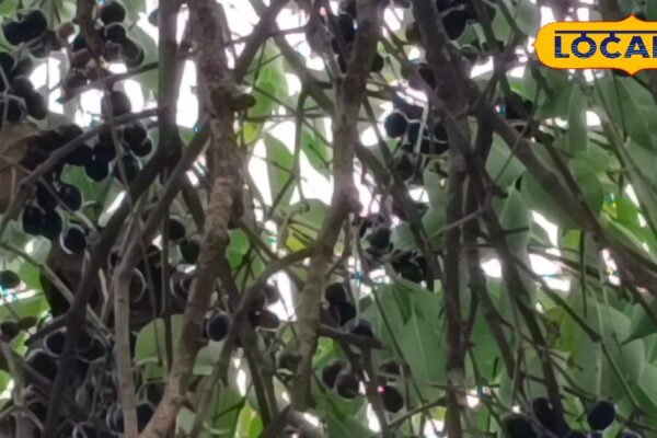 Enemy of diabetes, protector of immunity! The treasure of health is hidden in this fruit, know its specialty