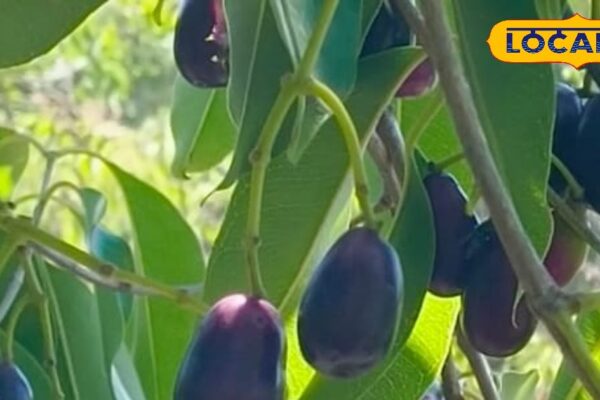 If you get this black fruit, then you will get a holiday if you eat this black fruit! Blood will fill the vein