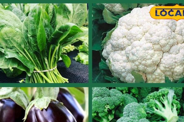 These vegetables become a house of insects in the rain, a big problem can be done by eating .. Follow this advice of experts