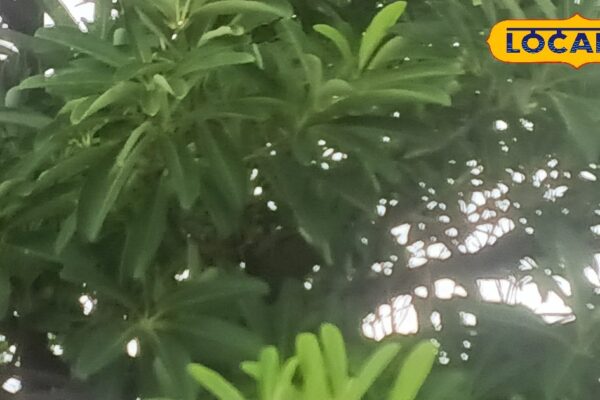 This simple plant gives relief from diesel to epilepsy and cancer, know what is its medicinal strength