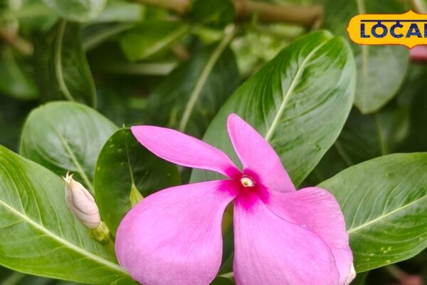 A plant … Treatment of many diseases! Effective in sugar, swelling, cancer, know its benefits