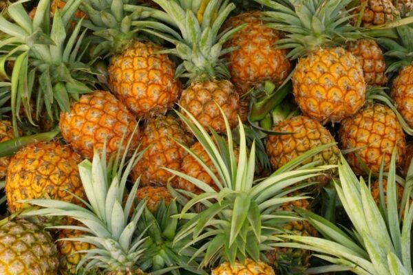 This fruit eats meat, Sanjeevani is for health but its words will be shocked